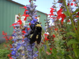 Hommel op Salvia