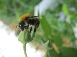 hommel