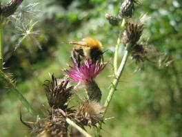 hommel