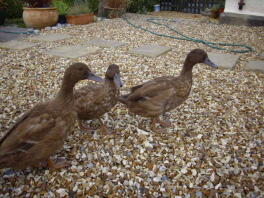 Trio van meisjes