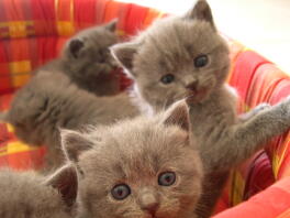 Veel grijze kittens in een kattenbed