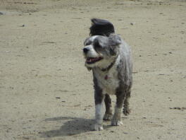 Happy Bo houdt van het strand