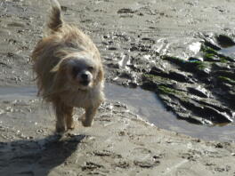 Ollie rent op het strand