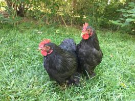 Bantam Black Cochins hanen