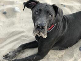 Hond op het strand