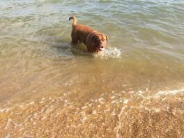 Onze Dogue 'Appa' houdt van het strand