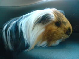 Bruine, witte en zwarte cavia