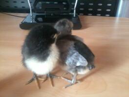 Twee kuikens op bureau