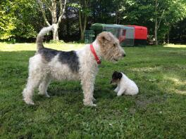 Fox terriers genieten van de zon met kippen op de achtergrond