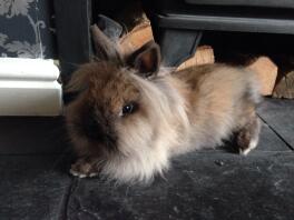 Mooie Sable Point Lionhead Doe