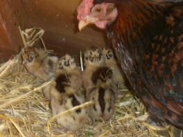 Friese kuikens & mama