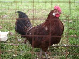 Red Penciled Friesian bij Chartley Chucks