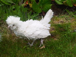 Frizzle Polen
