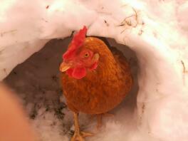 De rode kip in een sneeuwheuvel