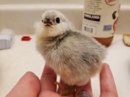 Zelfblauw Ameraucana
