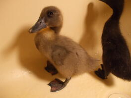 Drie weken oude Baby Blue Runner Duck