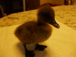 Twee weken oude Baby Blue Runner Duck