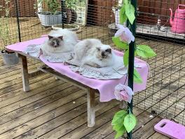 Twee katten zaten in een inloopren voor katten met roze versieringen