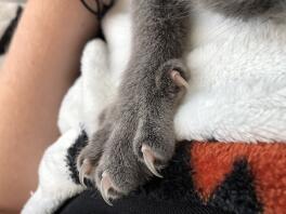 Kat massage nagels