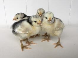 Week oude Lakenvelder Chicks