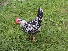 17 weken oude schatkist Leghorn hen