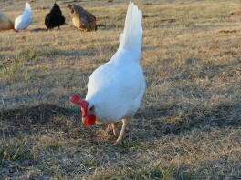 Witte Leghorn hen