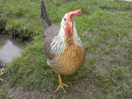 Zilveren eendvleugel Leghorn