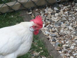 White Leghorn Female door Harry