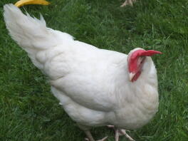 White Leghorn Female door Harry