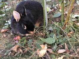 Een zwart konijn dat wat bladeren eet