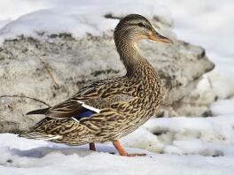 Genieten van de sneeuw ????