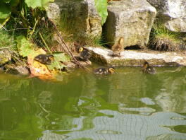 Mallard eendjes