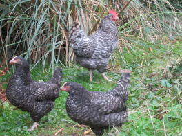 Trio van Cuckoo Marrans