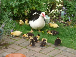 Barbarijse kip met eendjes