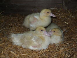 Mijn 3 Muscovy-baby's van 6 weken oud - schattig zijn ze niet?