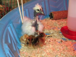 Witte Showgirl Silkie 5 weken oud