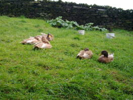 Buff Orpington eenden