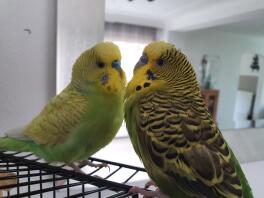 Tommie en Joepie