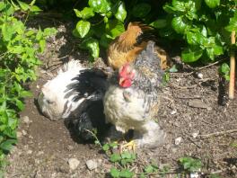 stofbad pekins in de zon