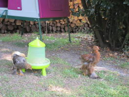 Omlet paars Eglu Cube groot kippenhok en kippen