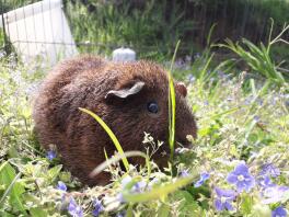 Cavia in ren