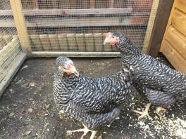 Scott's Grey Chickens (Eggna en mevrouw Cluck!)