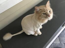 Bane met Lion cut