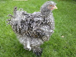 Koekoek Frizzle Cochin hen