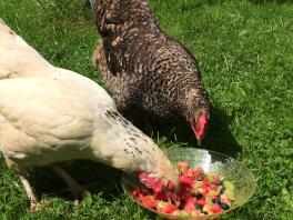 Genieten van fruitsalade