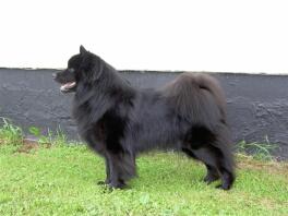 Zweedse lapphund