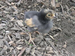 Vorwerk chick 9 dagen oud