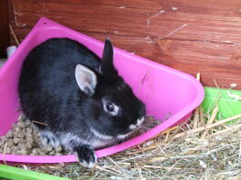 Een zwart-wit konijntje zat in zijn etensbakje