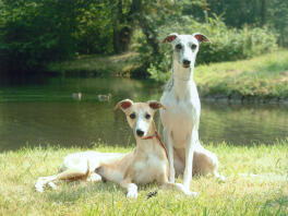 2 mooie whippet teven