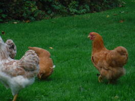 Jonge Buff Wyandotte haan en enkele hennen